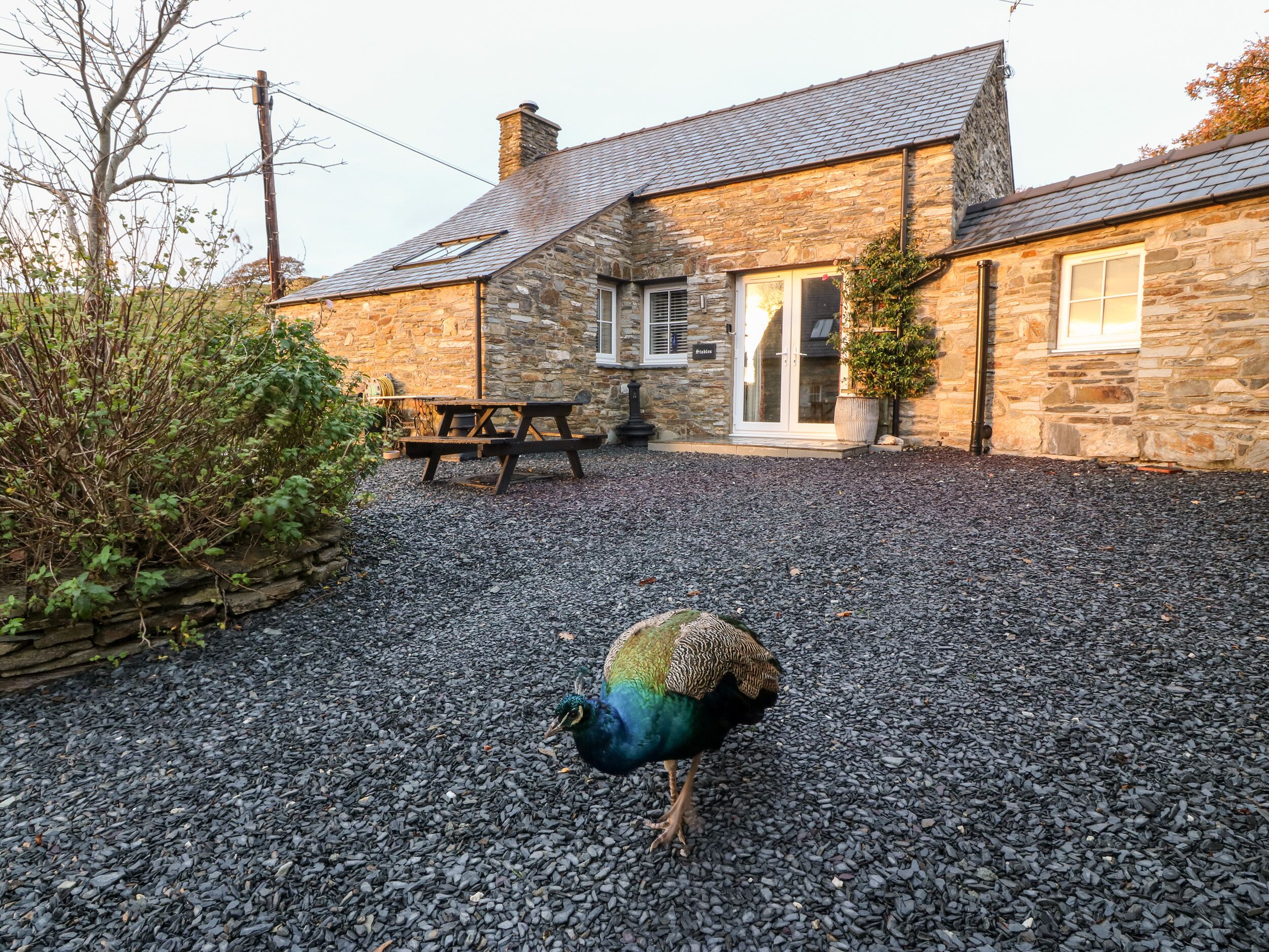 A peacock walking on gravel in front of a stone building with a patio table and chairs.