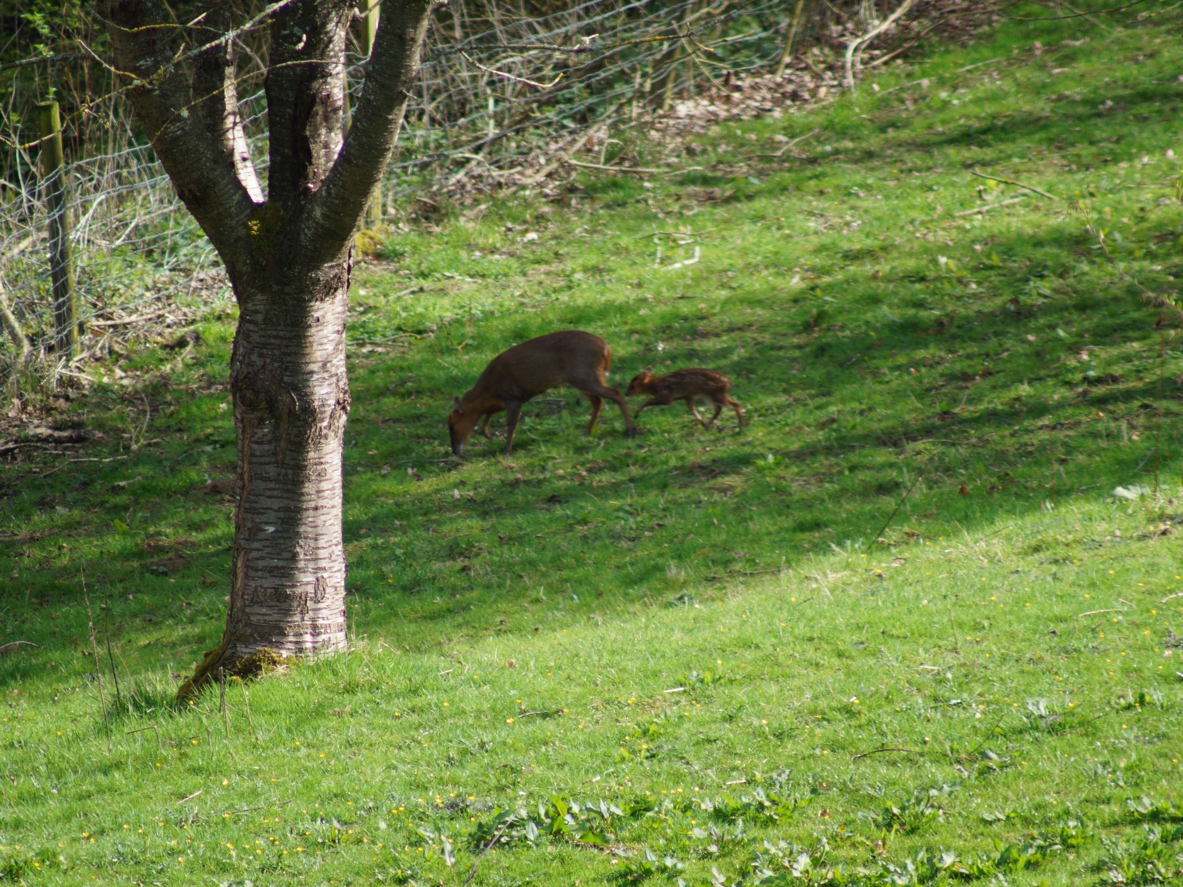 Ein Baum in einer Wiese, auf der Hirsche grasen.