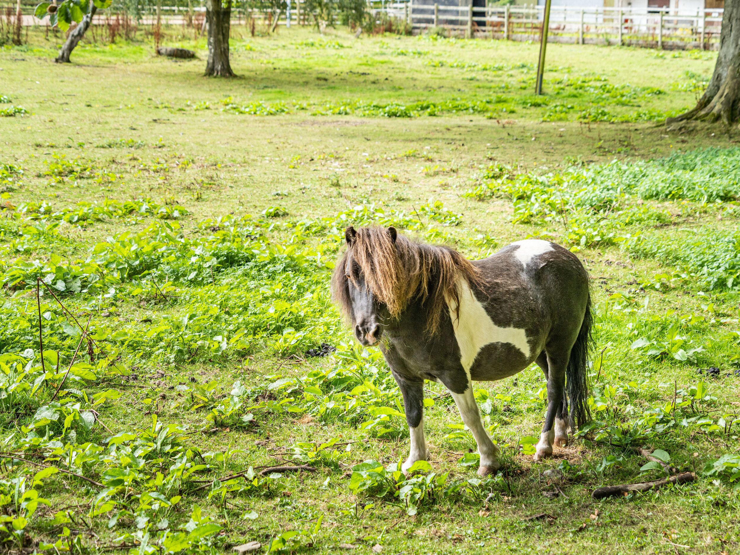 A pony grazing in a grassy field with trees and a fence in the background.