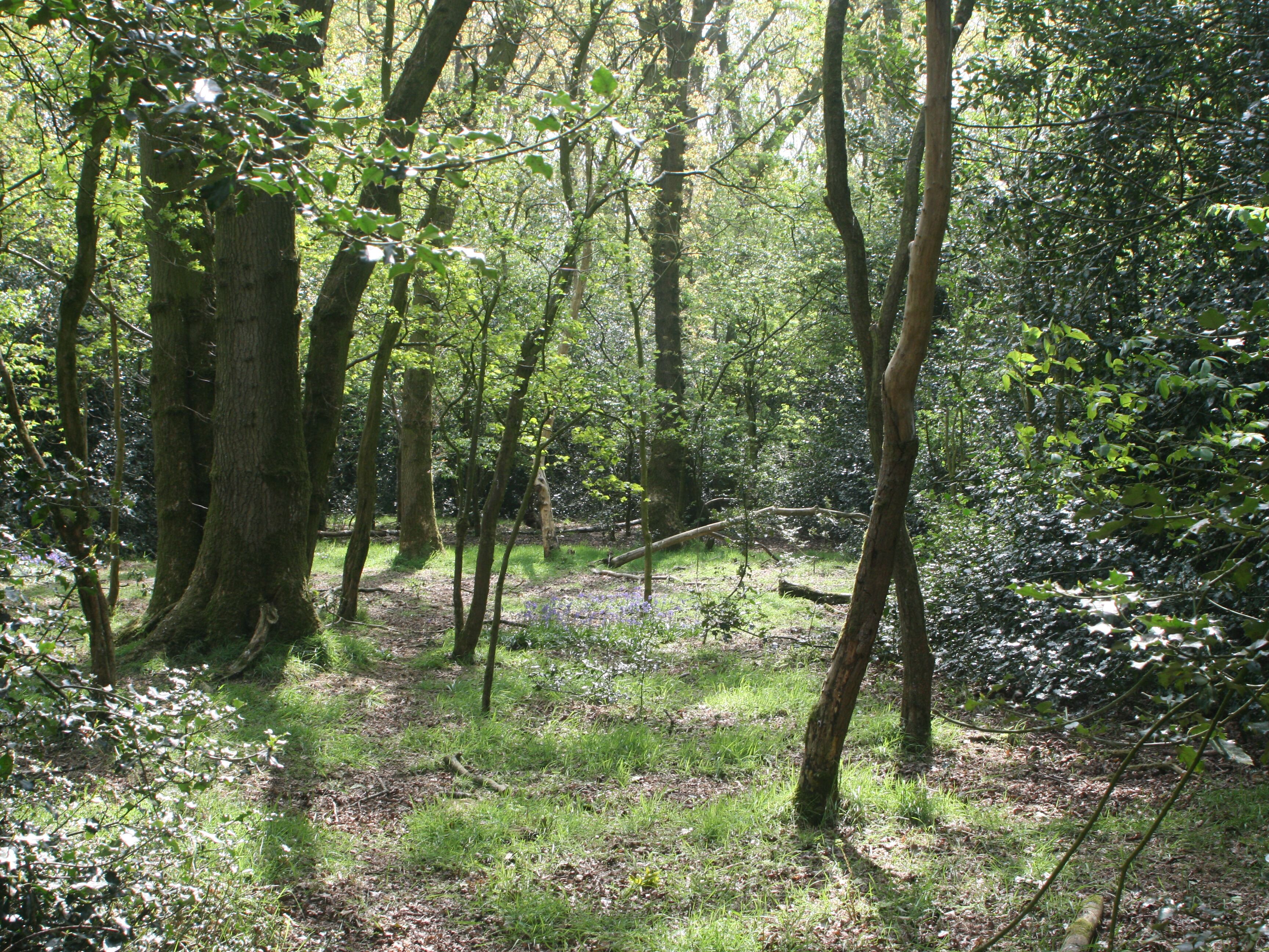 A forested area with tall trees and a grassy ground.