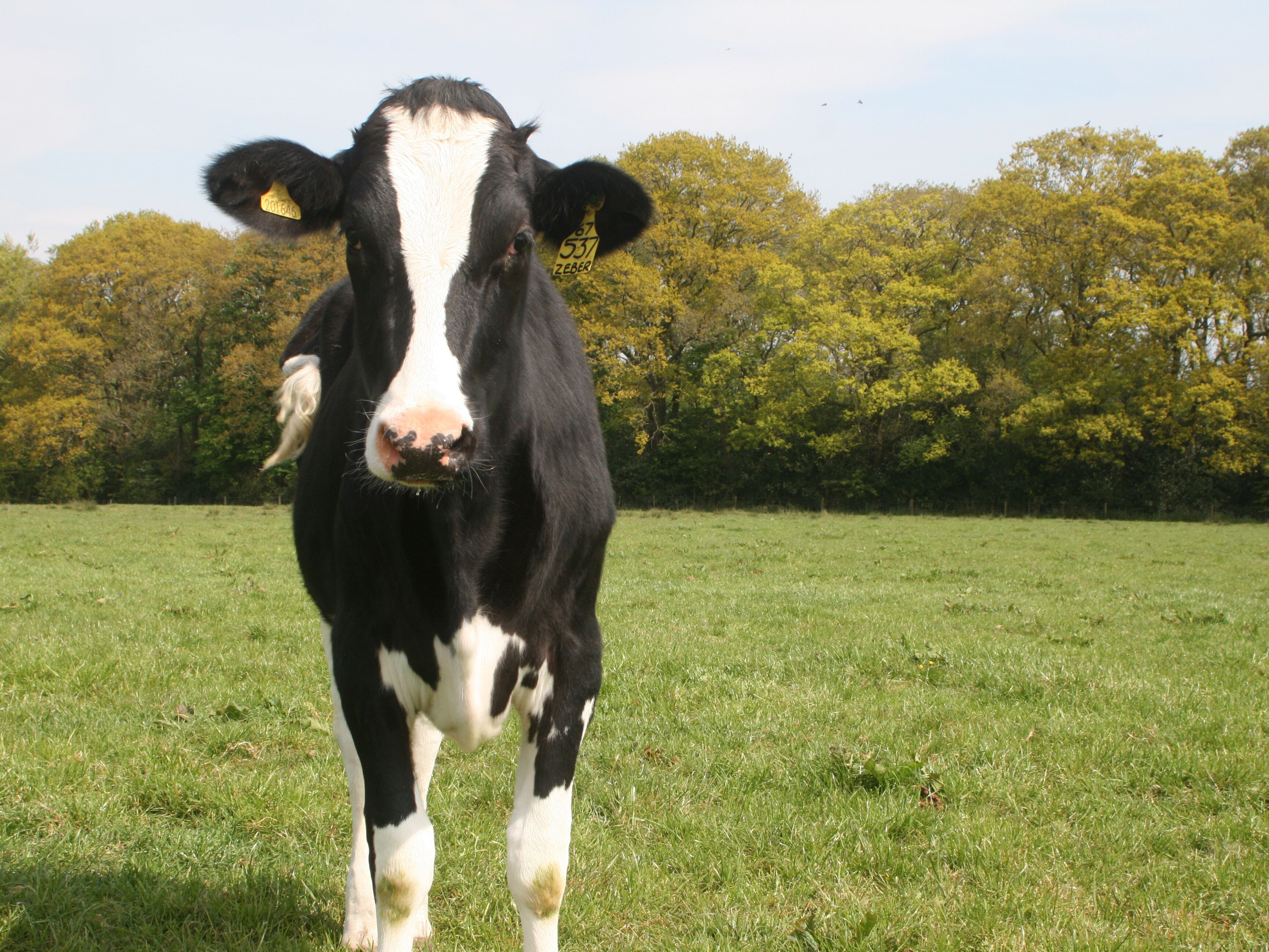 Cottage | Property grounds