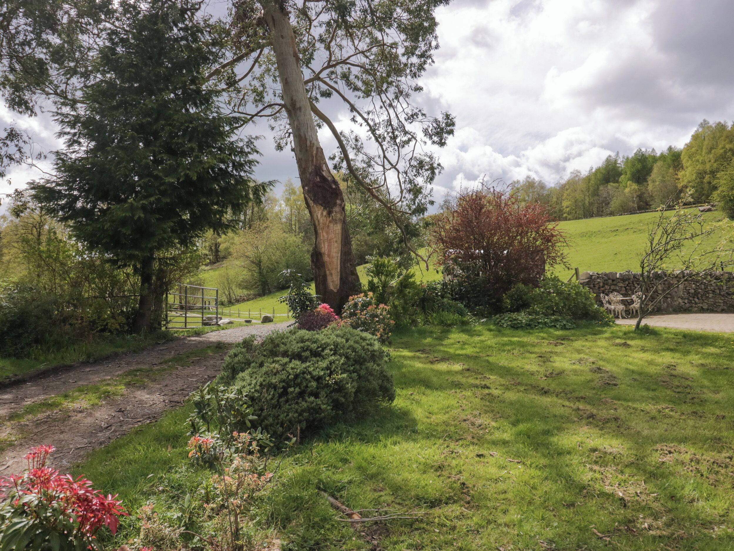 A rural landscape with a large tree, a stone wall, and a grassy field.