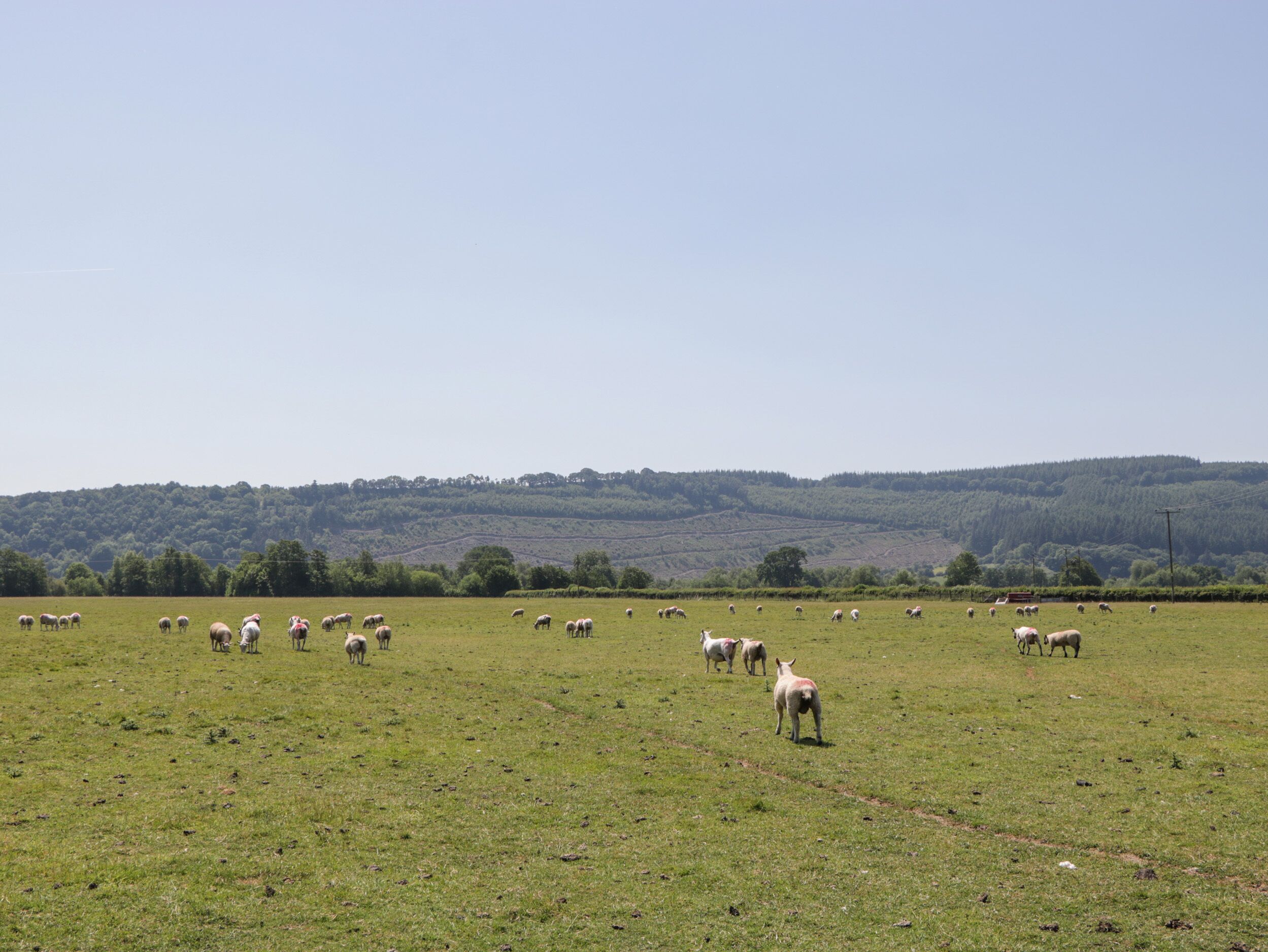 A wide, open field with sheep grazing, surrounded by rolling hills and a clear sky.