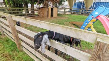 A wooden fence with a goat and a dog behind it.