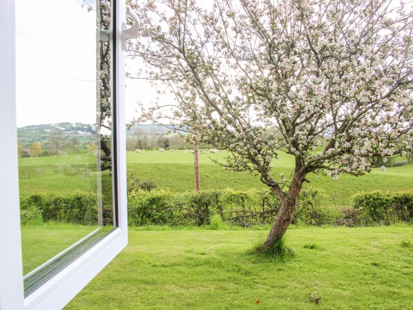 A view through a window of a tree with white blossoms in a grassy field. - Bryn Caer (Montgomery)