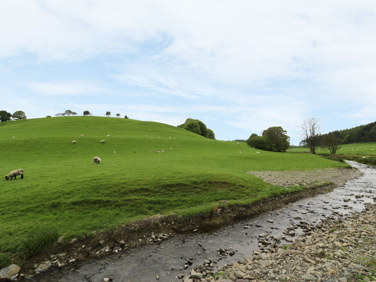 A green hillside with a stream and sheep grazing.