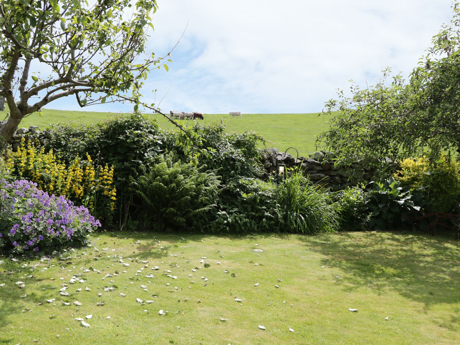 A grassy field with a stone wall, various plants, and a tree.