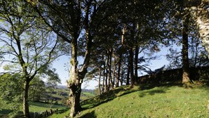 A grassy hillside with trees and a wooden fence.