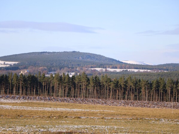 Een landschap met een bos, een heuvel en een gebouw in de verte.