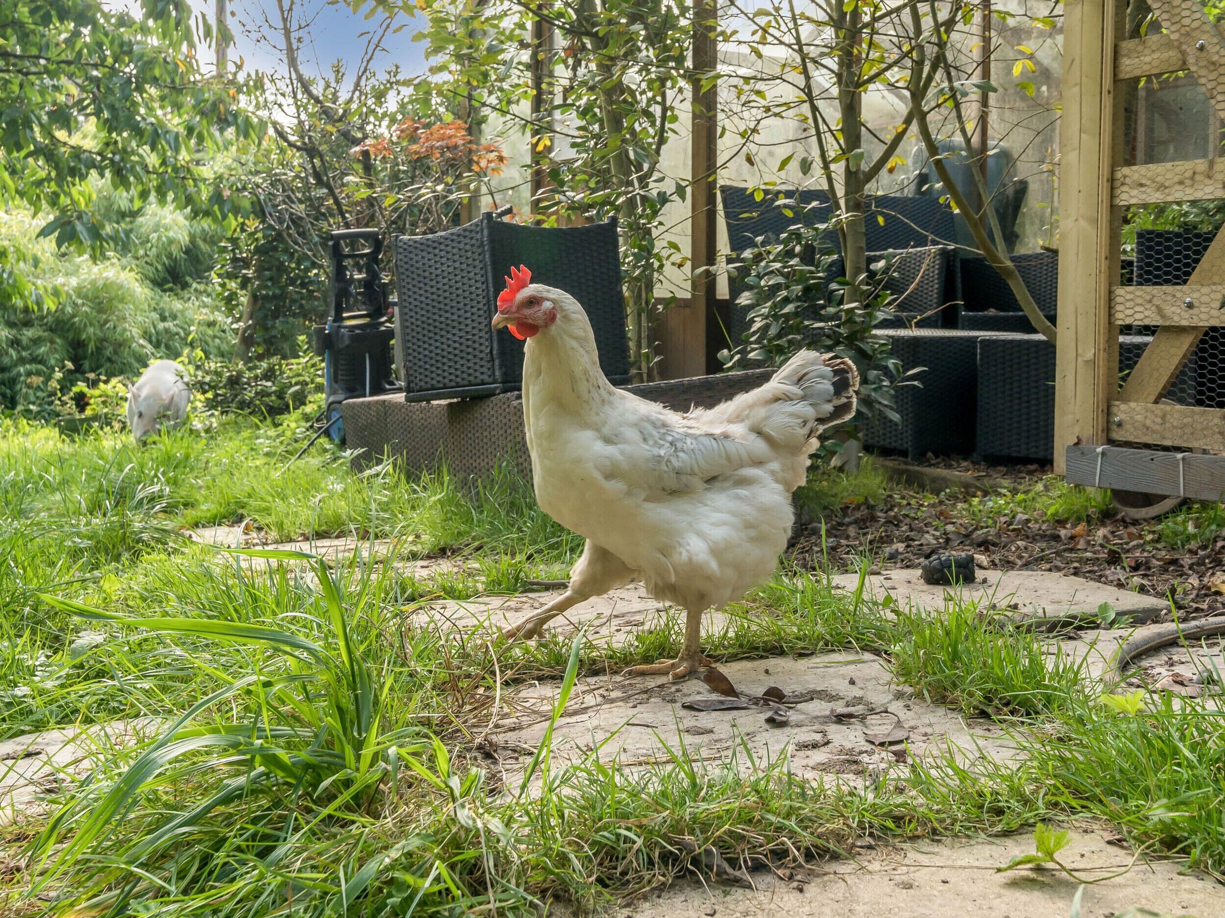 Un pollo caminando sobre un sendero de tierra rodeado de follaje.