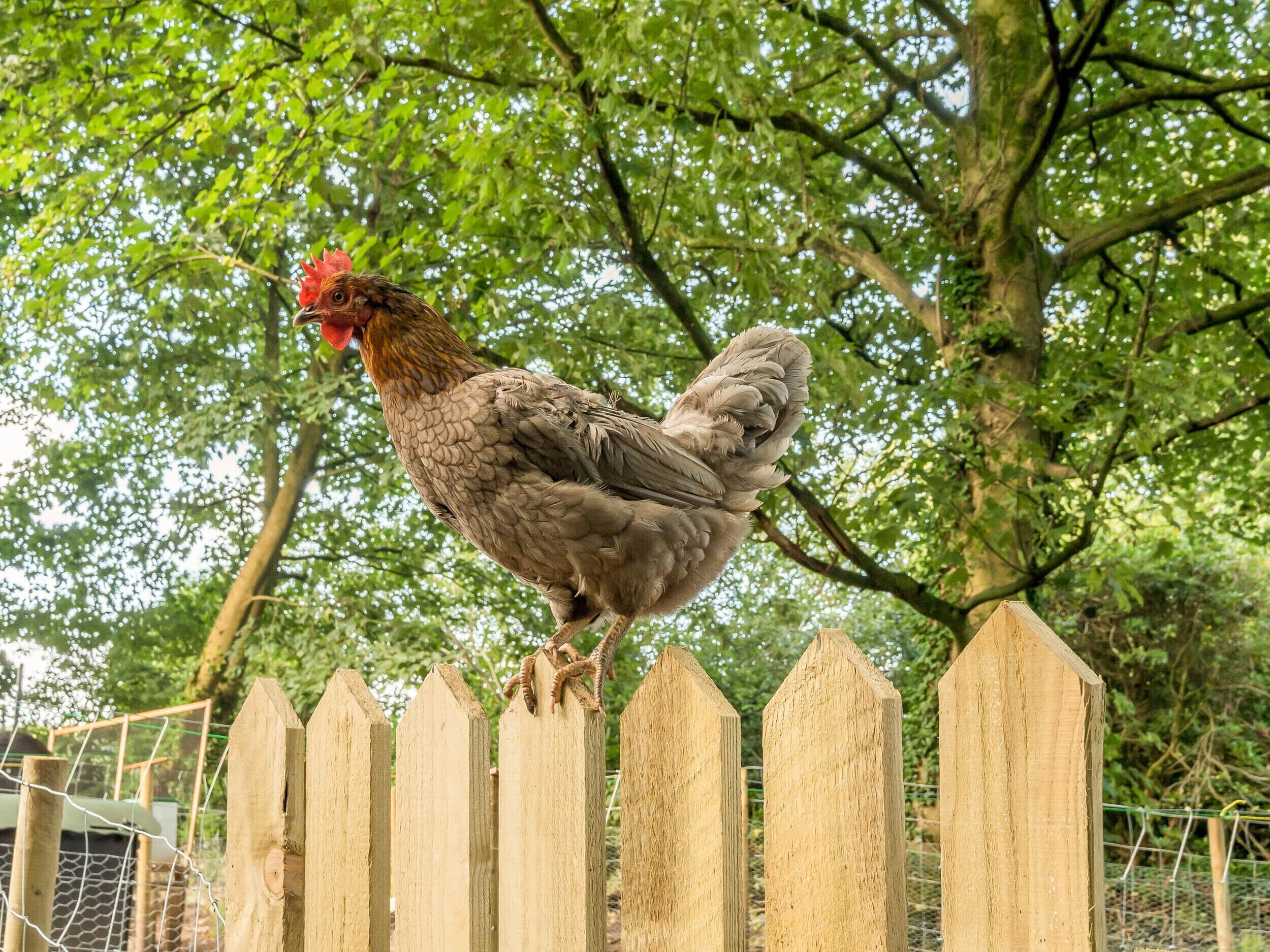 A chicken standing on a wooden fence with trees in the background.