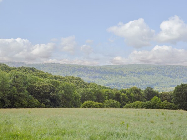 A grassy field with a forested hill in the background. - Ty Nant (Llanrwst)