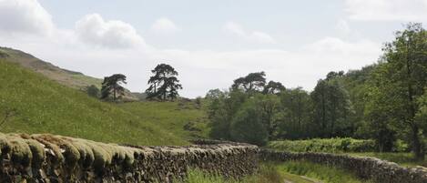 Un paysage rural avec un mur de pierres, un chemin de terre et des arbres.