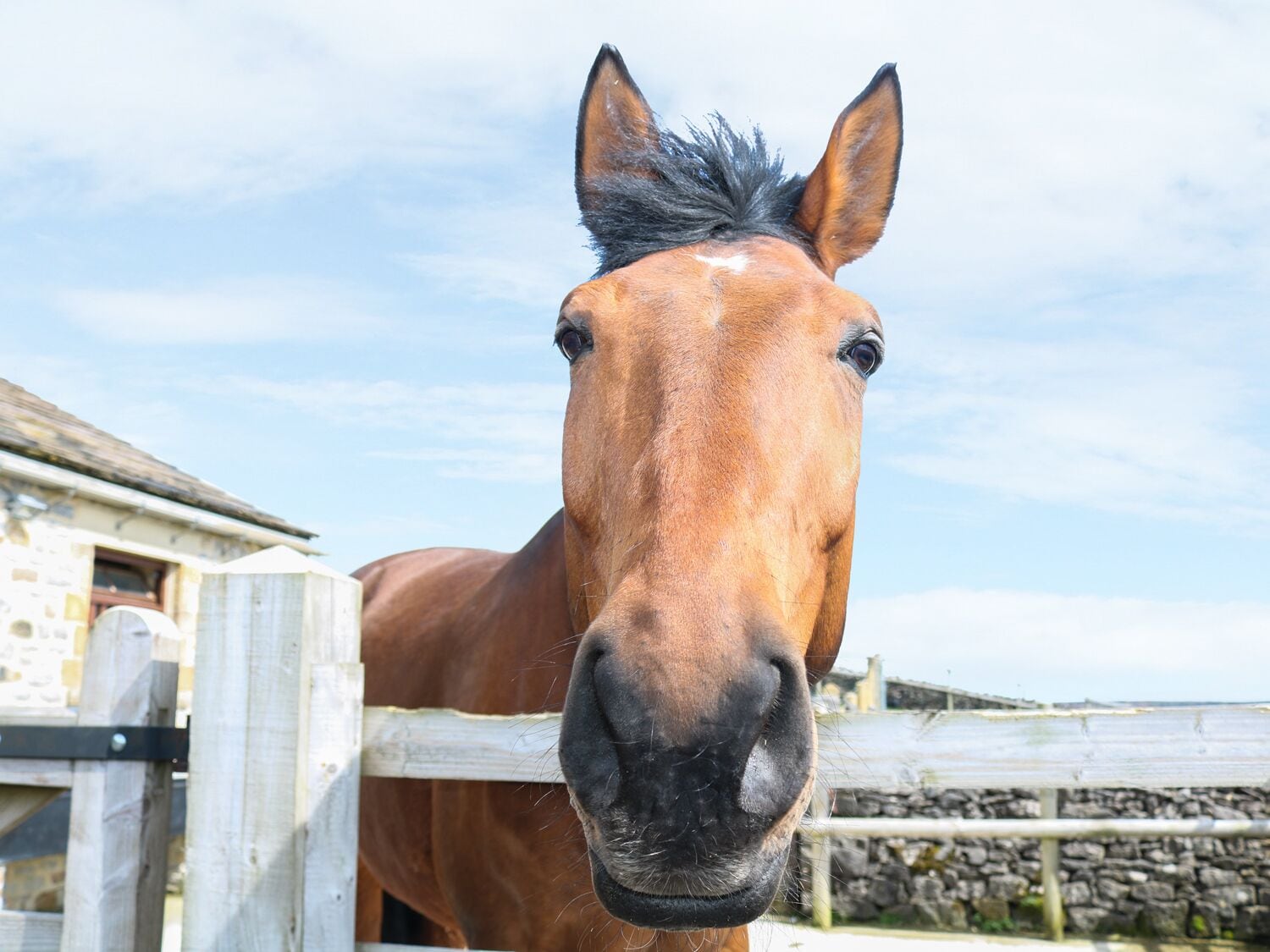 Ein Pferd in einem Stall mit einer Steinwand und einem Holzzaun im Hintergrund.