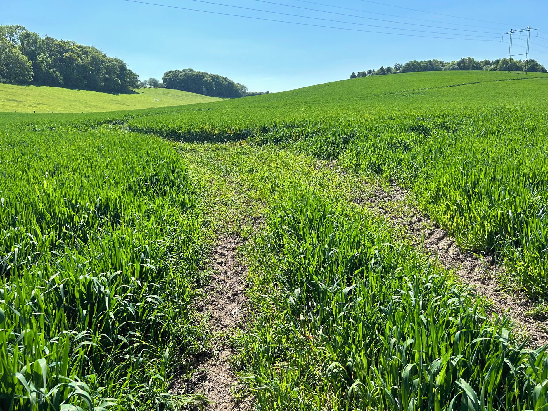 A field with a clear path through it.