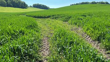 A field with a clear path through it.