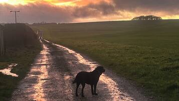 Paesaggio rurale con un sentiero fangoso che attraversa un campo, un cane in piedi sul sentiero e una linea elettrica sullo sfondo.