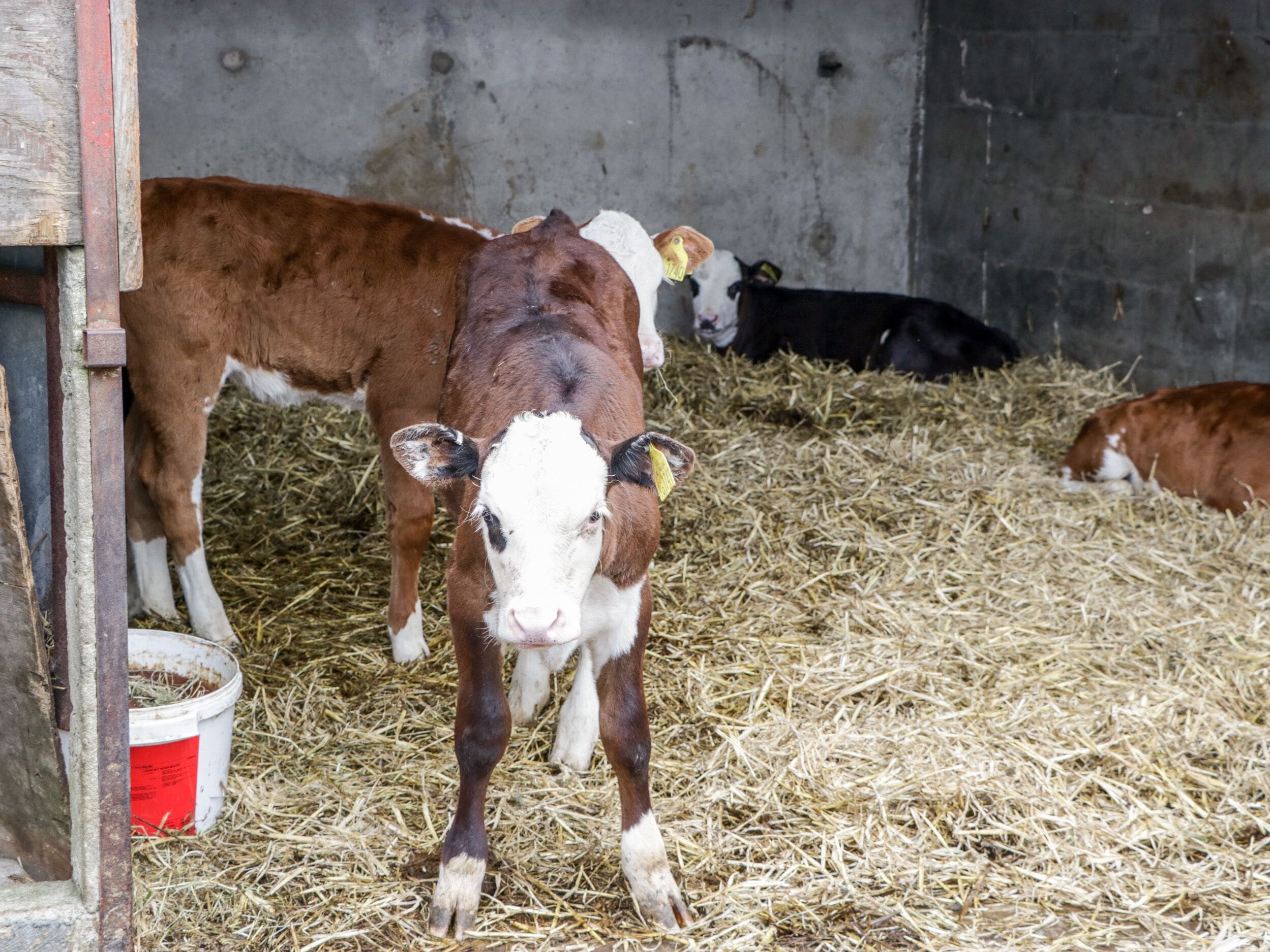 A barn interior with cows on straw bedding, a red bucket, and a concrete wall.