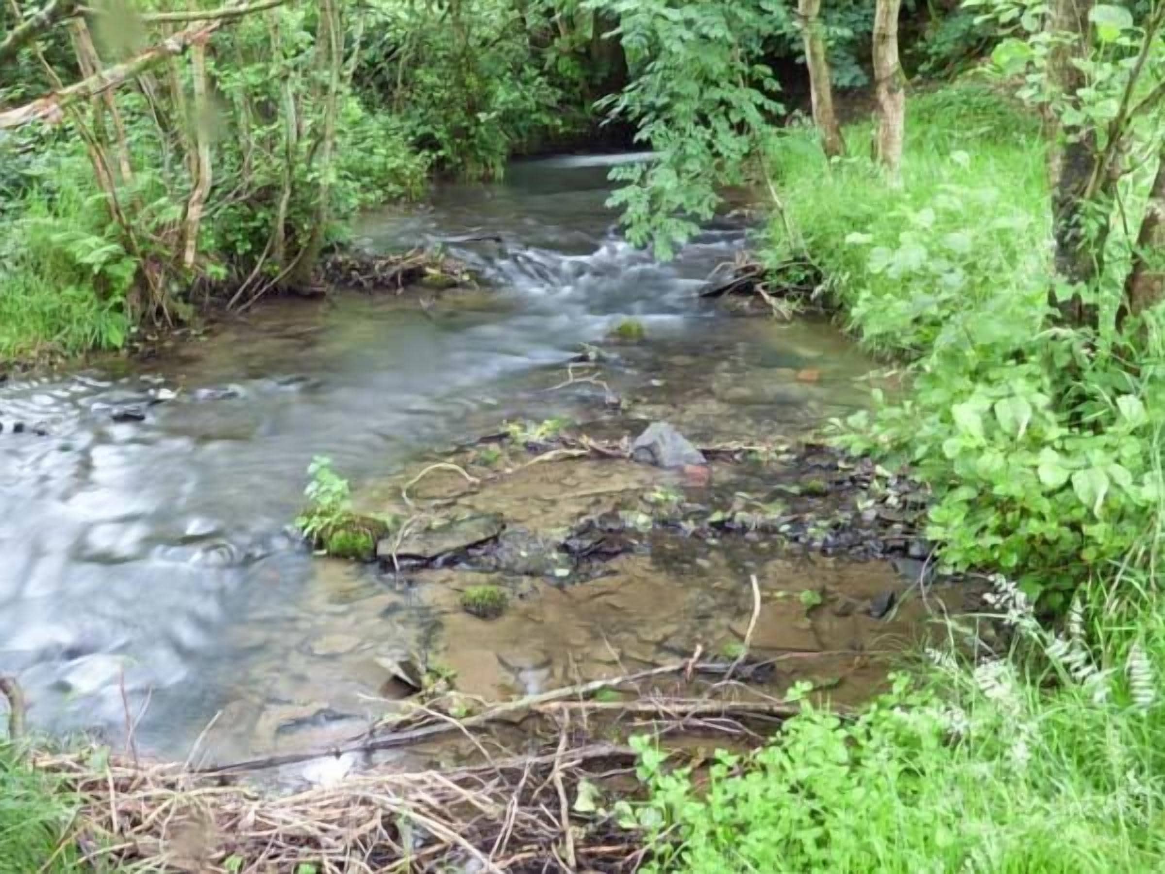 A clear stream flowing through a forested area with rocks and vegetation along the banks.
