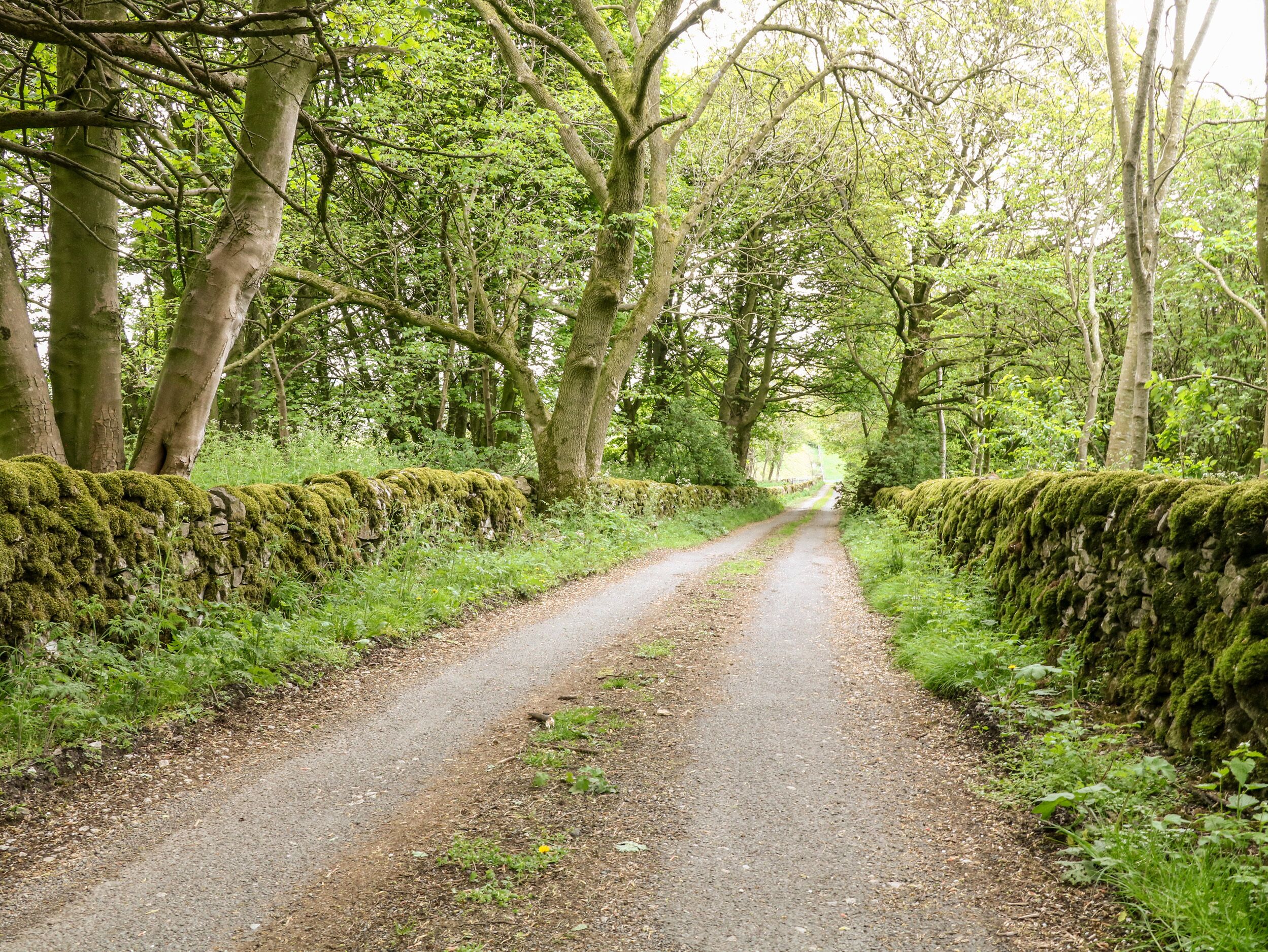 Eine ländliche Straße, begrenzt von Steinmauern und dichter Vegetation.