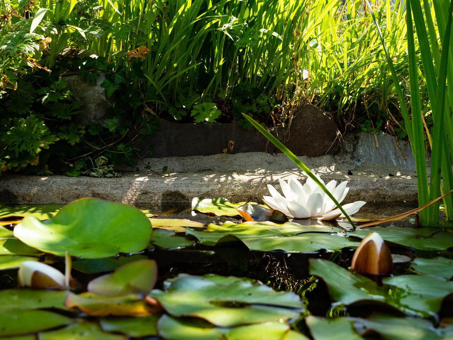 A pond with lily pads and a white water lily in the center.
