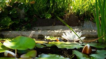 A pond with lily pads and a white water lily in the center.