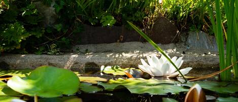 A pond with lily pads and a white water lily in the center.