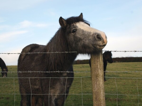 A horse behind a barbed wire fence in a grassy field. - The Stone Barn Cottage (Newton Abbot)