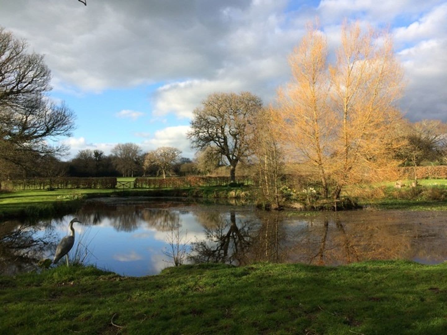 Ein friedlicher Teich mit einem Reiher am Ufer, umgeben von Bäumen und wolkenlosem Himmel.