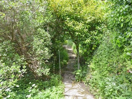 Un sendero de piedra rodeado de abundante vegetación y árboles.
