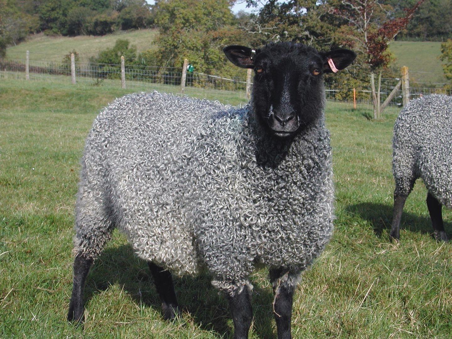 Ein schwarzes Schaf mit lockigen Wolle auf einer grünen Wiese.
