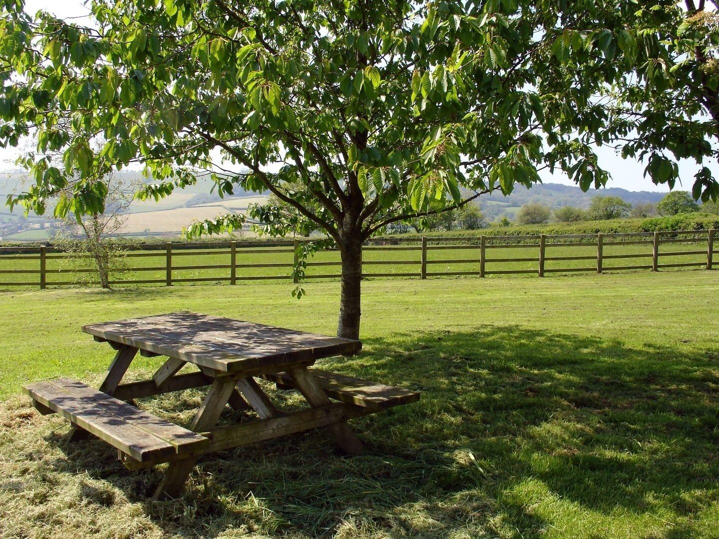 A picnic table in a grassy field with a tree nearby.