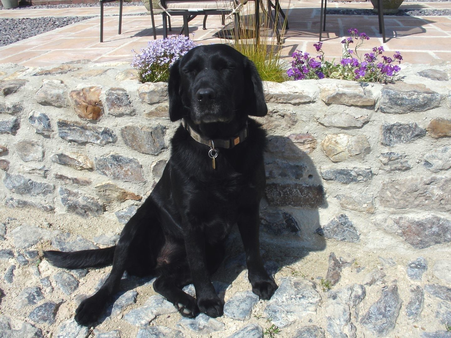 Ein schwarzer Hund sitzt auf einer Steinterrasse mit einer Steinmauer und einigen lila Blumen im Hintergrund.