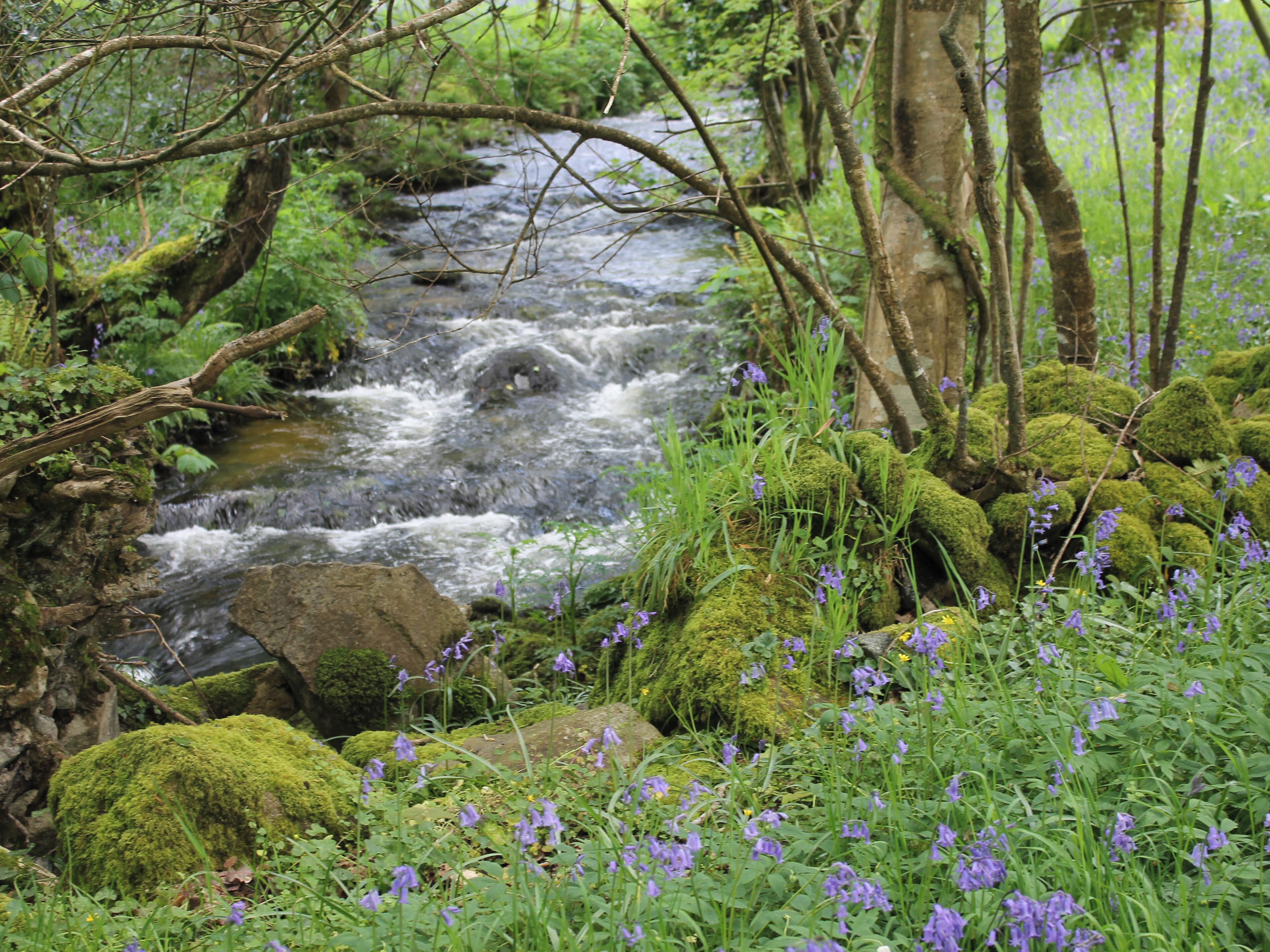 Un ruisseau naturel bordé de rochers couverts de mousse et de fleurs sauvages.
