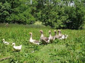 Cottage | Interior - Oak Tree (Totnes)