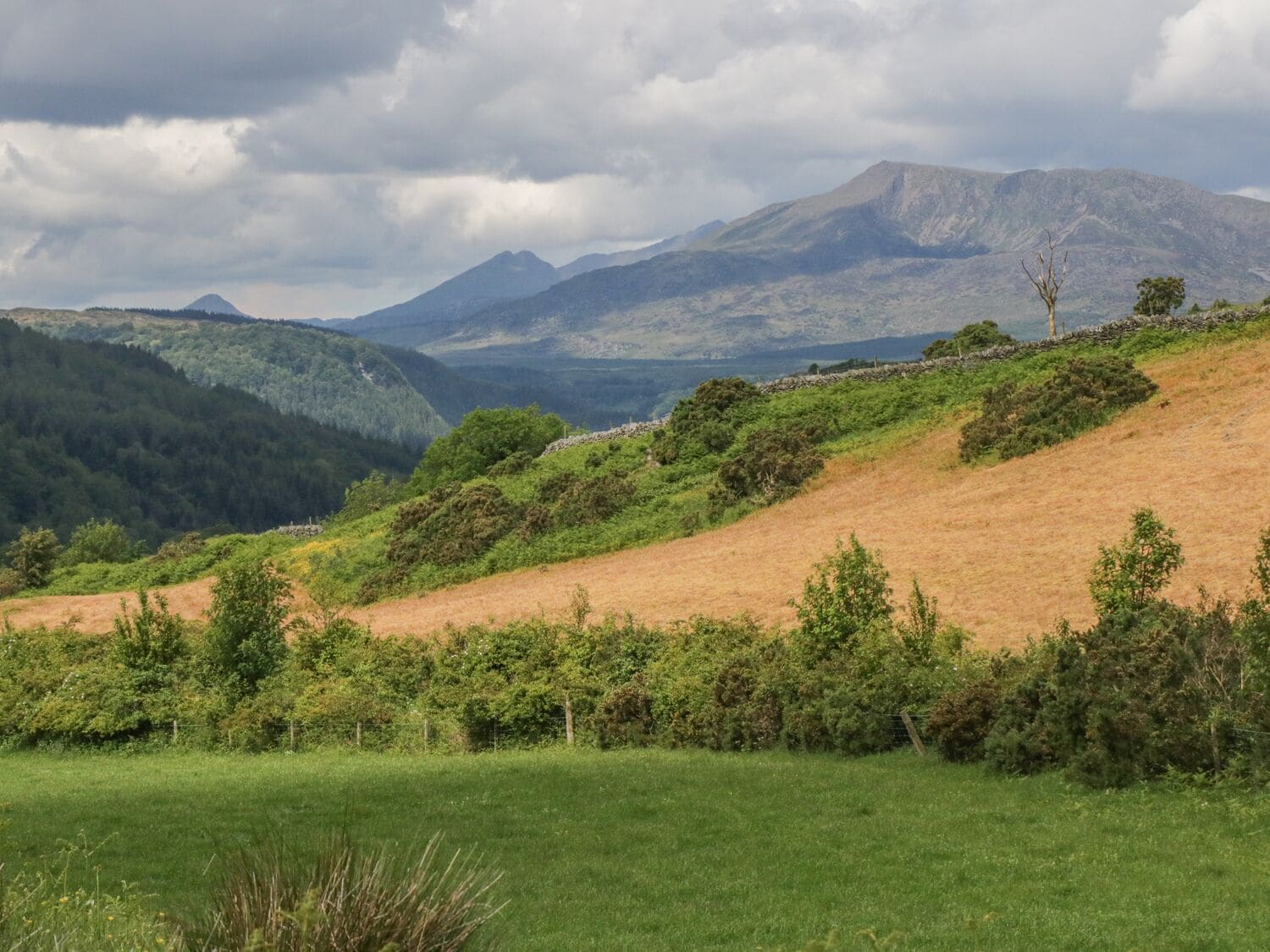 Un paisaje montañoso con praderas cubiertas de hierba y bosques densos.