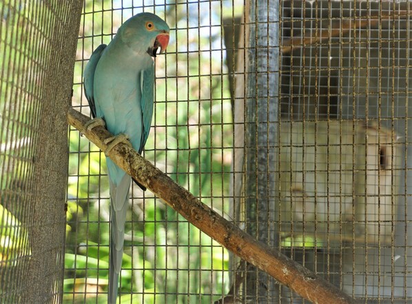 Un loro posado en una rama dentro de una jaula con un fondo de malla.