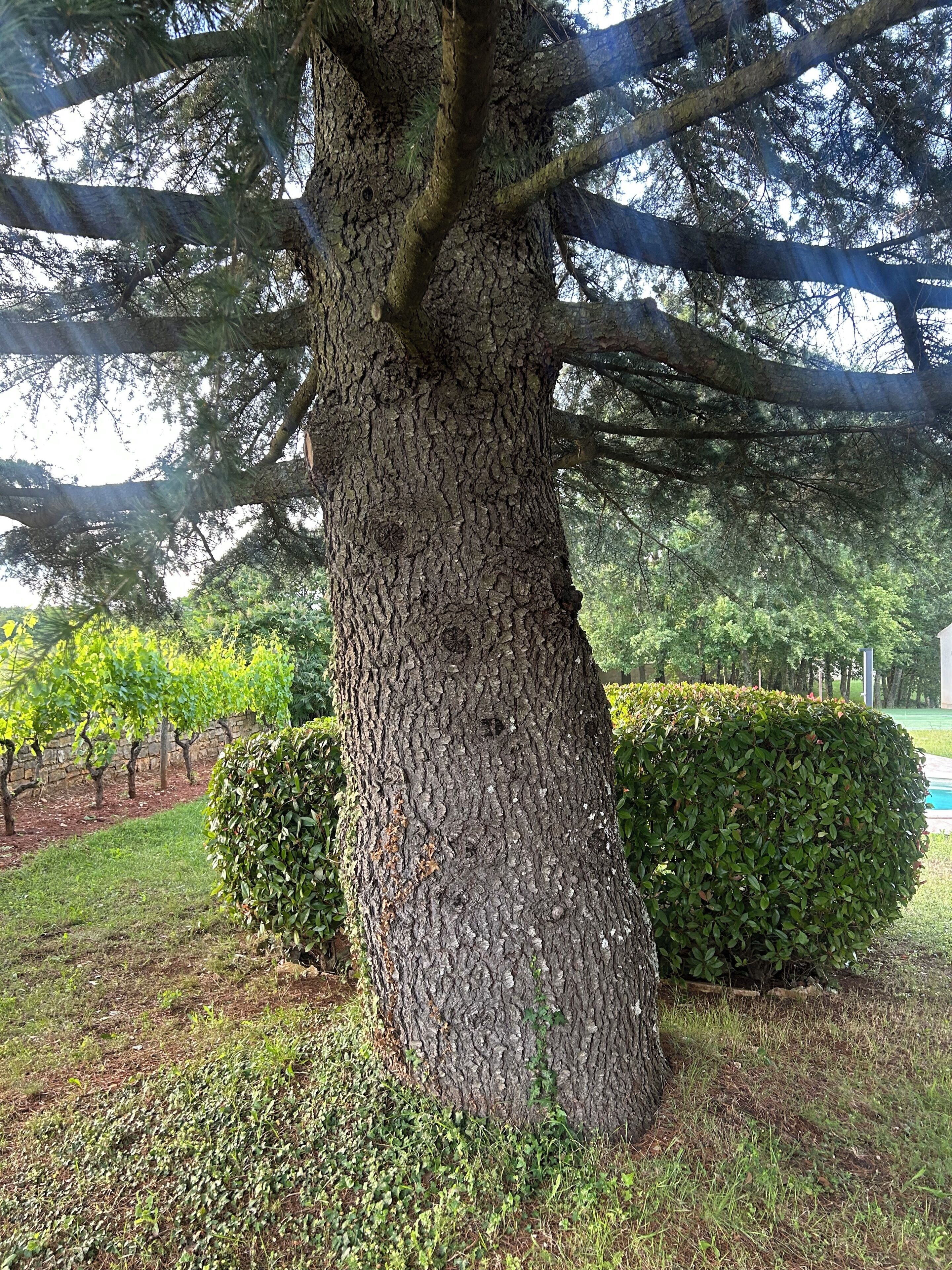 A large tree with a textured trunk, surrounded by well-maintained grass and a neatly trimmed hedge.