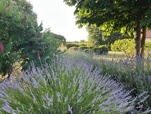 Property grounds - Luxury “Villa Branko Istria”****, on 7000sqm of enclosed and private land (Svetvincenat)