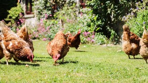 A group of chickens foraging on a grassy lawn with a brick building and flowering plants in the background.