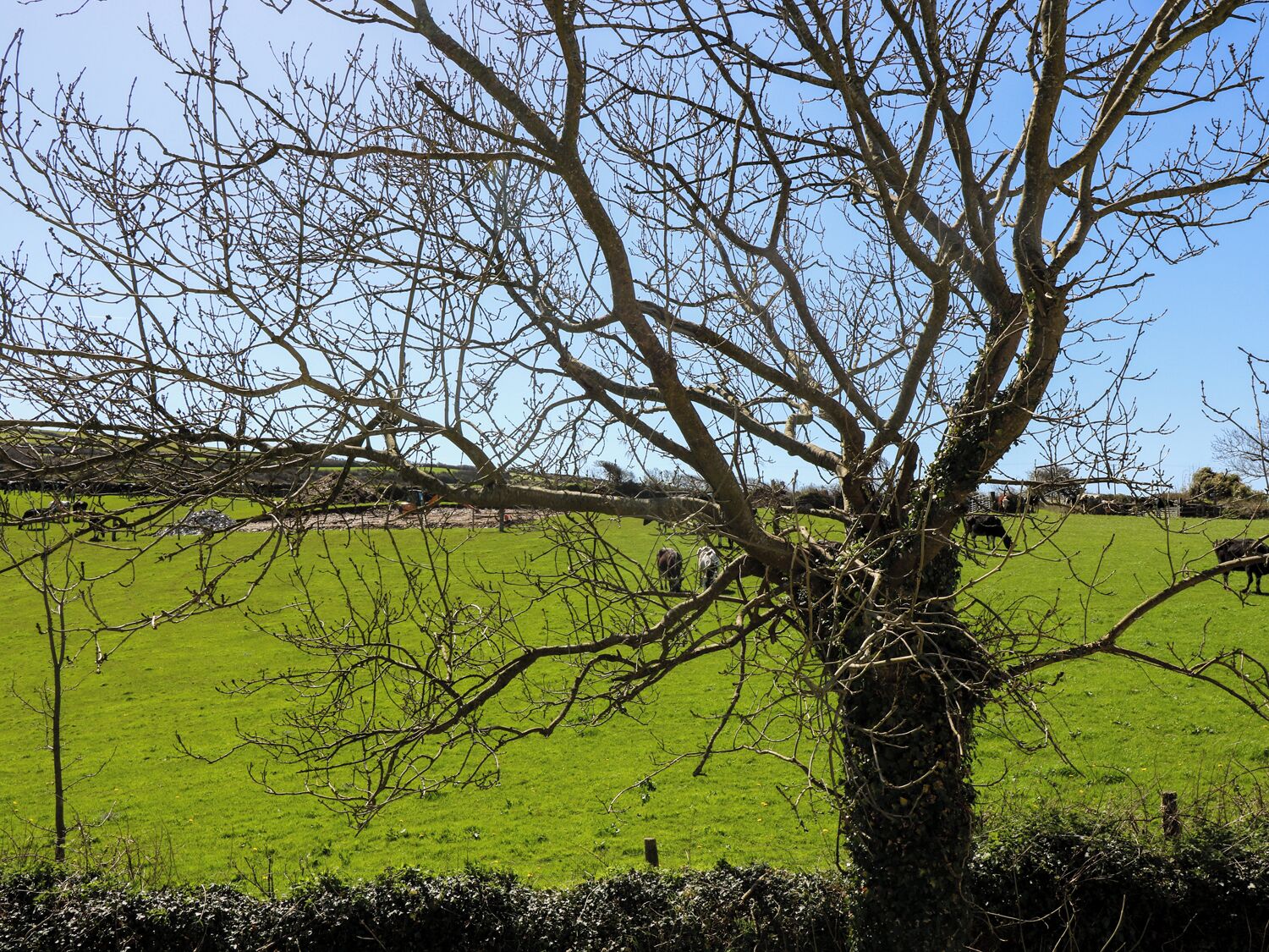 A tree with bare branches in a green field.