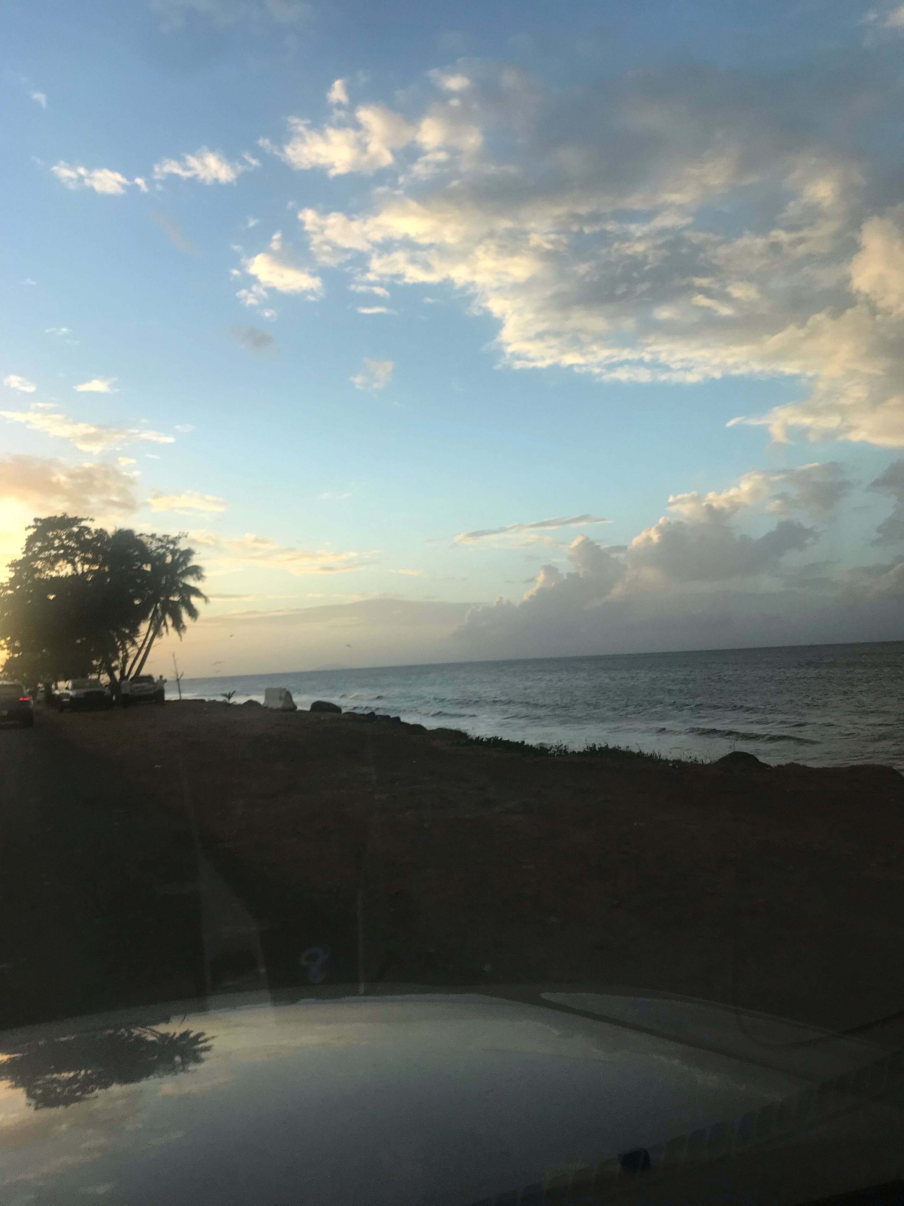 A beach with a palm tree, a parked vehicle, and the ocean.