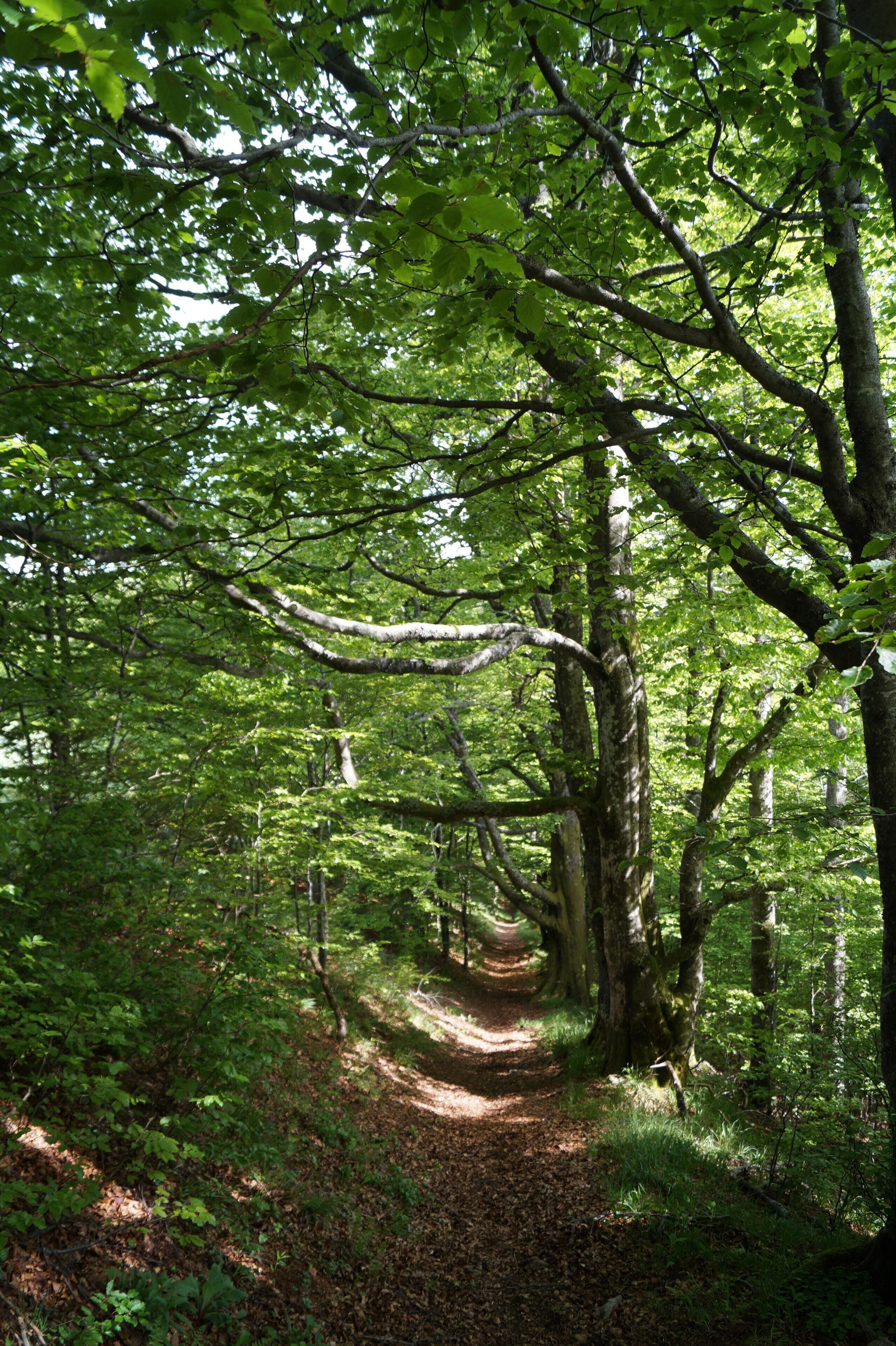 Un sendero en el bosque rodeado de follaje verde exuberante.