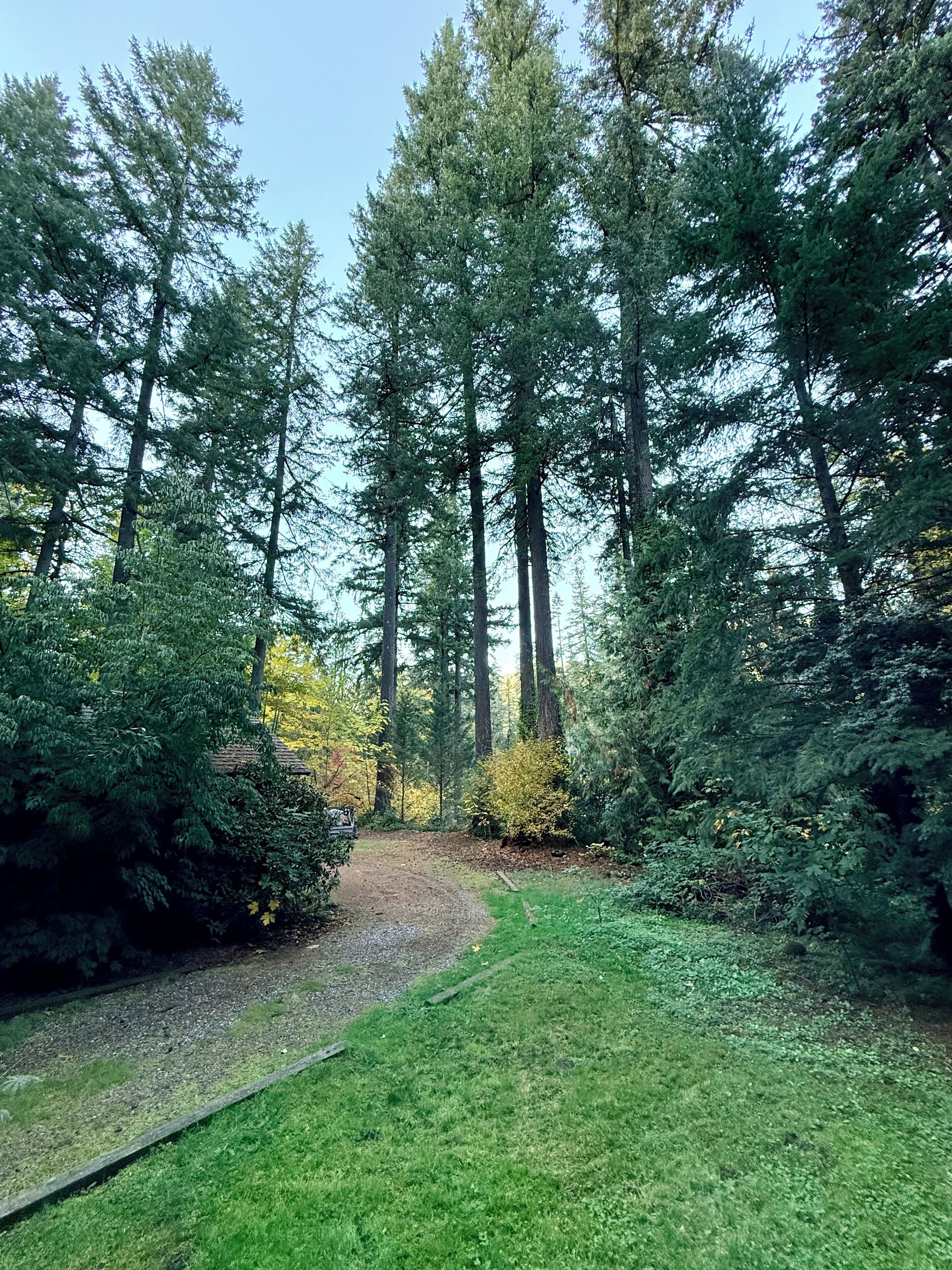 A forested area with a dirt path leading through dense trees and underbrush.