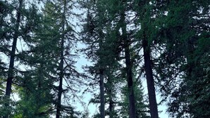Uma área arborizada com árvores altas e um pequeno edifício com telhado inclinado.