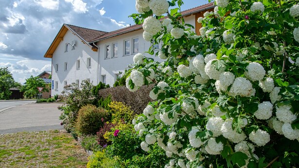 A white house with a sloped roof, surrounded by lush greenery and white flowering plants. - Gasthof Altmann (Eschlkam)