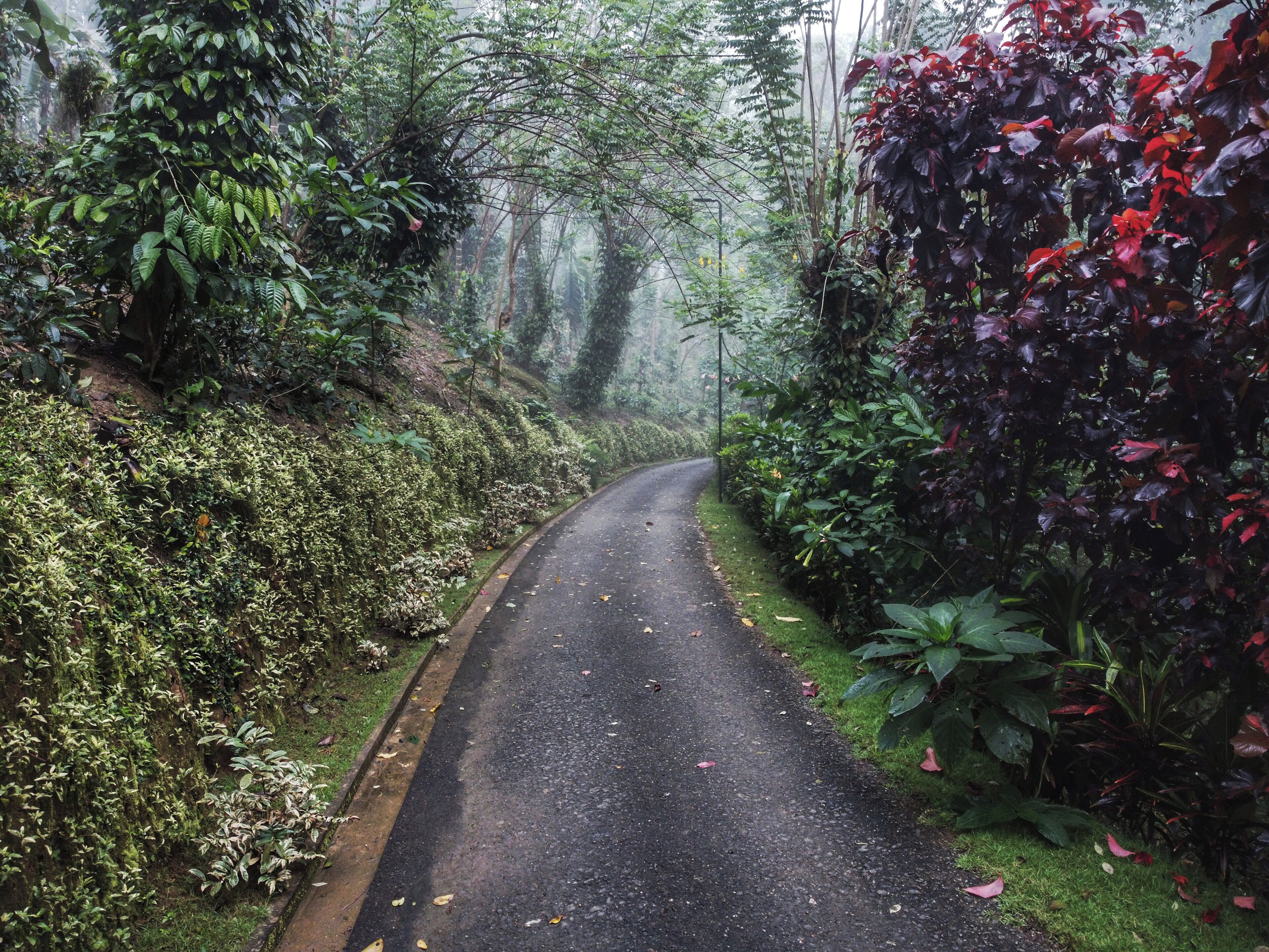 A narrow, winding road surrounded by dense greenery and various plants.