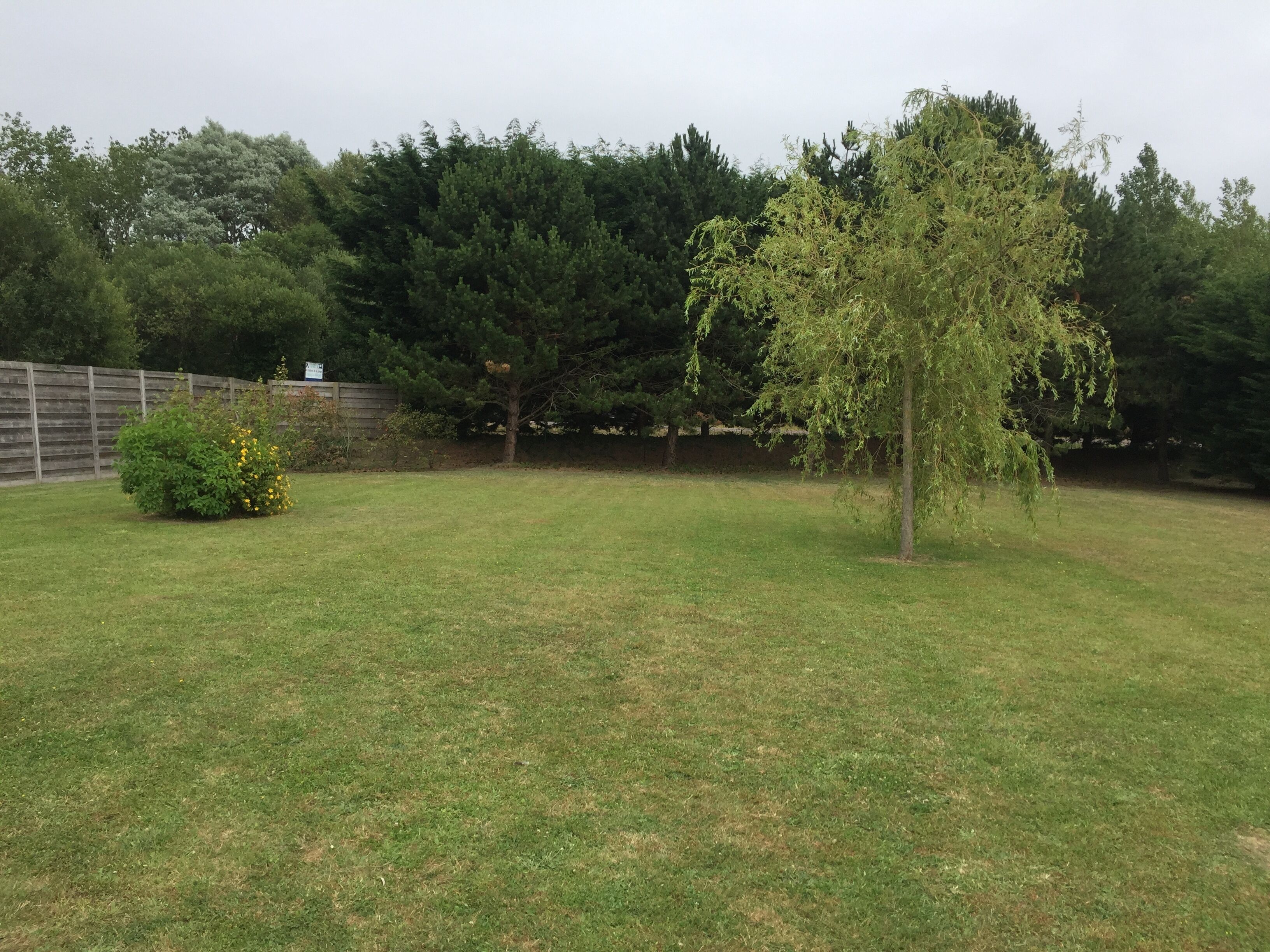A grassy yard with a small tree and a bush.