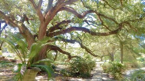 Un sendero bordeado de árboles y un gran árbol con un tronco cubierto de musgo.