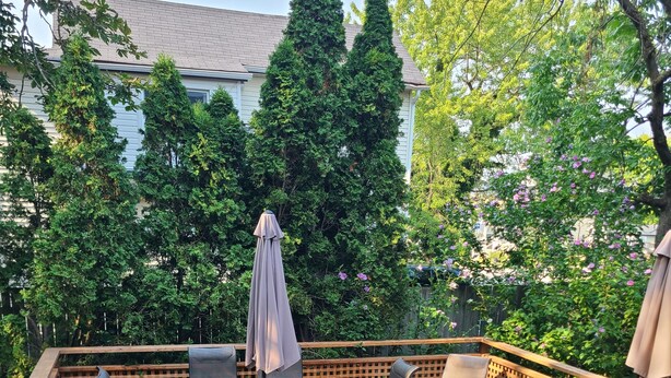 A wooden deck with outdoor furniture, including chairs and a table, surrounded by greenery and trees. - The Copper Penny House - Walking Distance To The Falls! (Niagara Falls)